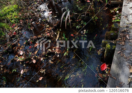 濕地溪流和落葉 120516076