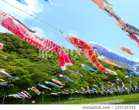 Many carp streamers swimming over the Murasaki River in Kokuraminami Ward, Kitakyushu City Many carp streamers swimming over the Murasaki River in Kokuraminami Ward, Kitakyushu City 120516142