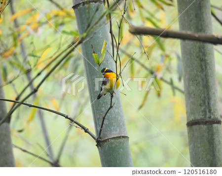Beautiful yellow and black summer bird narcissus flycatcher singing on a tree branch Beautiful yellow and black summer bird narcissus flycatcher singing on a tree branch 120516180