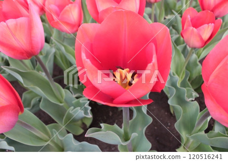 ～ Tulip ～ ◦◦◦◦Red tulips ◦◦◦◦ 120516241