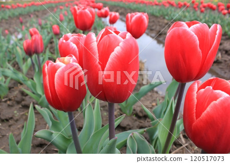 ～ Tulip ～ ◦◦◦◦Red tulips ◦◦◦◦ 120517073