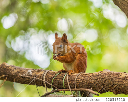 The squirrel with nut sits on tree in the autumn. Eurasian red squirrel, Sciurus vulgaris. The squirrel with nut sits on tree in the autumn. Eurasian red squirrel, Sciurus vulgaris. 120517210