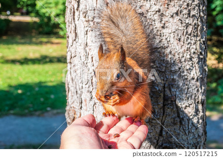 A squirrel in the autumn eats nuts from a human hand. Eurasian red squirrel, Sciurus vulgaris A squirrel in the autumn eats nuts from a human hand. Eurasian red squirrel, Sciurus vulgaris 120517215