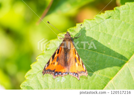 Small tortoiseshell (Aglais urticae), family Nymphalidae on green leaves. Blurred background Small tortoiseshell (Aglais urticae), family Nymphalidae on green leaves. Blurred background 120517216