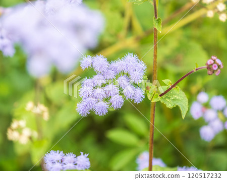Close-up of small, purple flowers, Ageratum Houstonianum, also know as Floss flower, Pussy Foot, or Blue mink. Close-up of small, purple flowers, Ageratum Houstonianum, also know as Floss flower, Pussy Foot, or Blue mink. 120517232