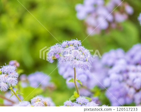 Close-up of small, purple flowers, Ageratum Houstonianum, also know as Floss flower, Pussy Foot, or Blue mink. Close-up of small, purple flowers, Ageratum Houstonianum, also know as Floss flower, Pussy Foot, or Blue mink. 120517233
