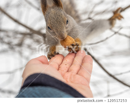 Squirrel eats nuts from a man's hand. Caring for animals in winter or autumn. Squirrel eats nuts from a man's hand. Caring for animals in winter or autumn. 120517253