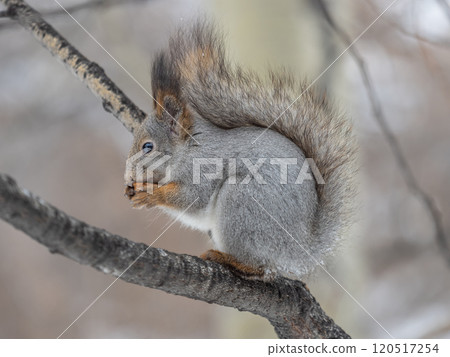The squirrel with nut sits on tree in the winter or late autumn 120517254