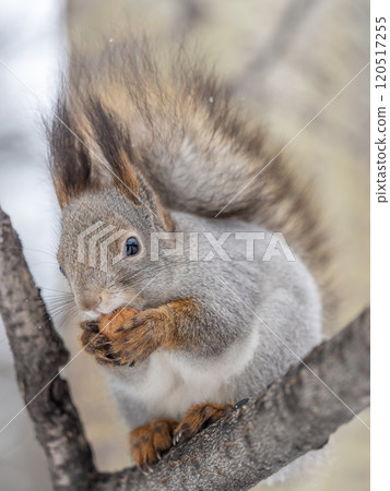 The squirrel with nut sits on tree in the winter or late autumn 120517255