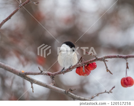 Cute bird the willow tit, song bird sitting on a branch without leaves in the winter. Cute bird the willow tit, song bird sitting on a branch without leaves in the winter. 120517258