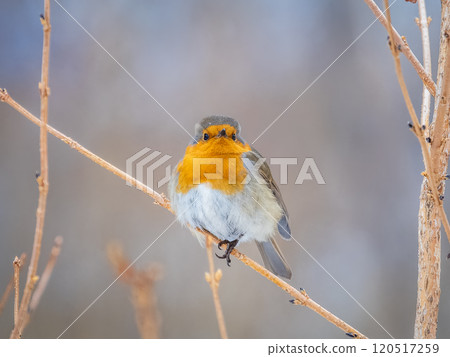 Cute bird the European Robin, Erithacus rubecula. sitting on the tree branch in winter. Cute bird the European Robin, Erithacus rubecula. sitting on the tree branch in winter. 120517259