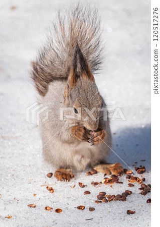 The squirrel in winter sits on white snow. 120517276