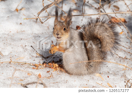 The squirrel in winter sits on white snow. 120517277