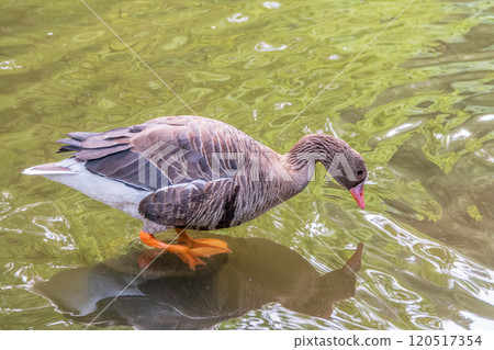 Greater White-fronted Goose (Anser albifrons) standing on the green shore of the pond. Greater White-fronted Goose (Anser albifrons) standing on the green shore of the pond. 120517354