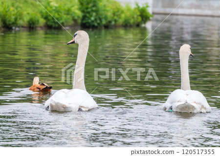 Two Graceful white Swans swimming in the lake, swans in the wild 120517355
