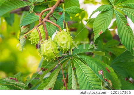 Horse chestnut fruits hanging on the tree in autumn, in leaves and branches. Aesculus hippocastanum 120517366