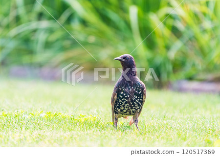 The common starling or European starling, Sturnus vulgaris, walks across the lawn. 120517369