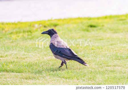 Hooded crow, corvus cornix, standing on the lawn in the spring or summer 120517370