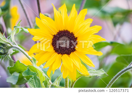 Close-up on the head of sunflower blooming, textures of stamens 120517371