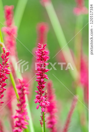Bistorta amplexicaulis or candle knotweed is a beautiful pink flower 120517384