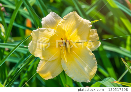 A yellow daylily flower, latin name Hemerocallis lilioasphodelus, at sunset. It is also known as the lemon daylily. A yellow daylily flower, latin name Hemerocallis lilioasphodelus, at sunset. It is also known as the lemon daylily. 120517398