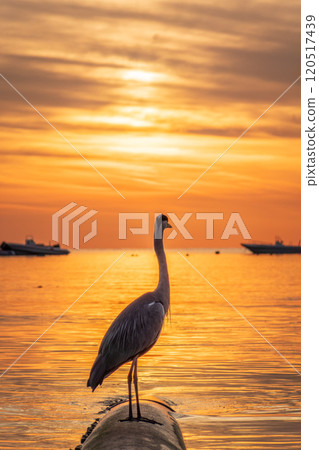 A heron hunting in the sea in the sunset or sunrise light A heron hunting in the sea in the sunset or sunrise light 120517439