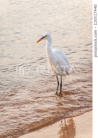 Great egret (Ardea alba), a medium-sized white heron fishing on the sea beach Great egret (Ardea alba), a medium-sized white heron fishing on the sea beach 120517440
