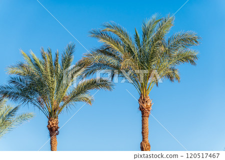 Palm tree with green leaves on blue background Palm tree with green leaves on blue background 120517467