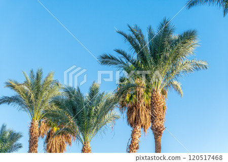 Palm tree with green leaves on blue background 120517468