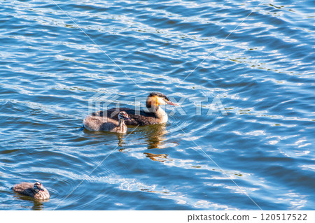 The waterfowl bird, great crested grebe with chick, swimming in the lake. 120517522