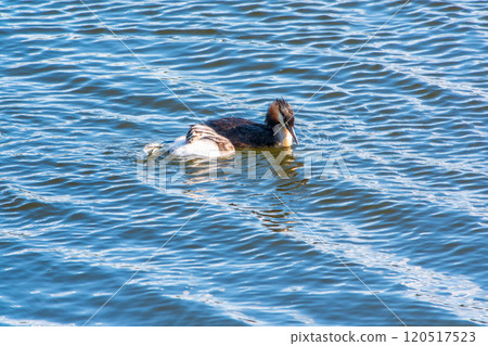 The waterfowl bird, great crested grebe with chick, swimming in the lake. 120517523