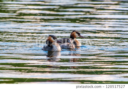 The waterfowl bird, great crested grebe with chick, swimming in the lake. 120517527
