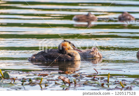 The waterfowl bird, great crested grebe with chick, swimming in the lake. 120517528