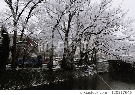 A large zelkova tree on the riverbank covered in snow A large zelkova tree on the riverbank covered in snow 120517646