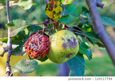 Apple tree disease. The fruit rots on the tree Apple tree disease. The fruit rots on the tree 120517794
