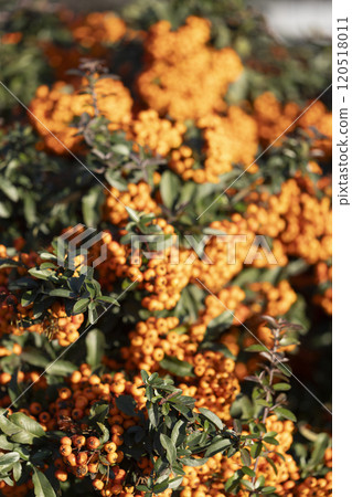 red rowan fruits on a bush on a sunny day 120518011