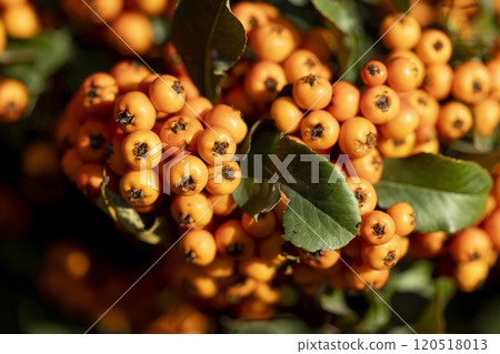 red rowan fruits on a bush on a sunny day red rowan fruits on a bush on a sunny day 120518013
