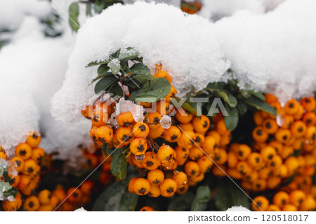 red rowan fruits on a bush covered with snow on a late autumn day 120518017
