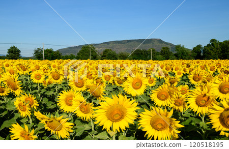 Beautiful sunflower flower blooming in sunflowers field with white cloudy and blue sky. Beautiful sunflower flower blooming in sunflowers field with white cloudy and blue sky. 120518195