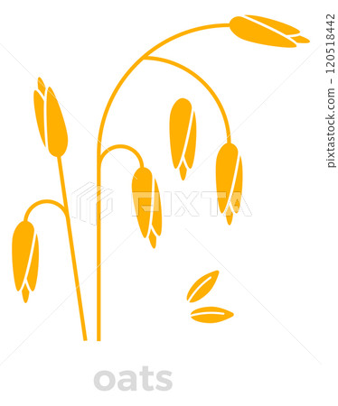 Oats plant. Cereal crop agriculture color icon Oats plant. Cereal crop agriculture color icon 120518442