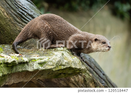 Asian small clawed otter Amblonyx cinerea, small clawed otter 120518447