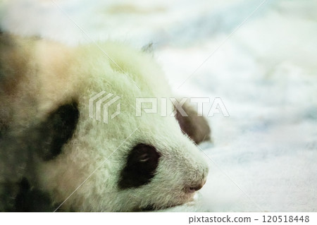 Potrait of baby panda lying on Potrait of baby panda lying on 120518448