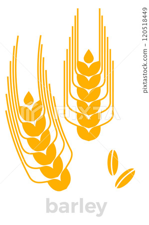 Barley color icon. Gold grain crop symbol Barley color icon. Gold grain crop symbol 120518449