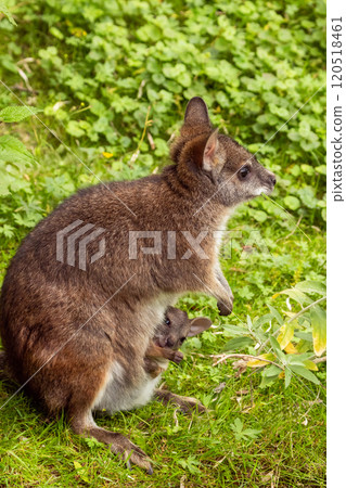 Bennett's wallaby Macropus or Notamacropus rufogriseus 120518461