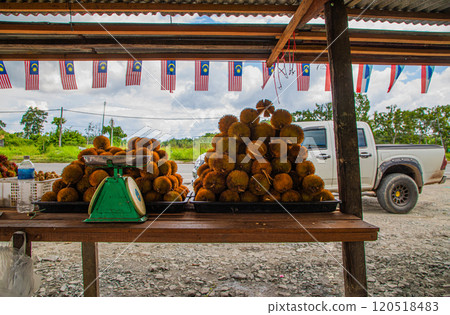 durian fruit partially opened up revealing resting inside thorny skins durian fruit partially opened up revealing resting inside thorny skins 120518483