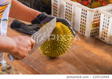 durian fruit partially opened up revealing resting inside thorny skins 120518484
