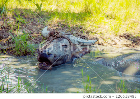 An Asian small gray mule grazes in a palm grove. Palm oil industry 120518485
