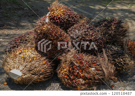 closeup of ripe palm oil fruits. 120518487
