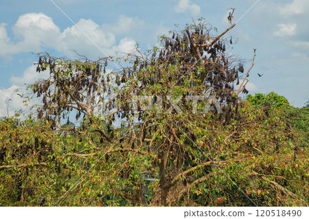 close-up hanging Mariana fruit bat Pteropus mariannus 120518490