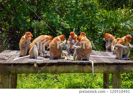 Proboscis Monkey Nasalis larvatus in mangrove rain forest Proboscis Monkey Nasalis larvatus in mangrove rain forest 120518491